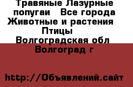 Травяные Лазурные попугаи - Все города Животные и растения » Птицы   . Волгоградская обл.,Волгоград г.